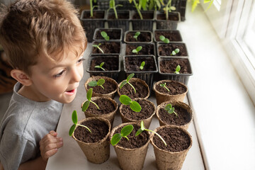 Healthy seedlings, hobby gardening. cute boy examines and plays with plants at home on the windowsill. concept of learning and care
