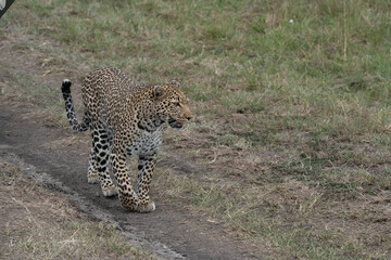 Leopard walks and strolls in the Masai Mara Reserve in Kenya, Africa. This wild cat is part of the Big Five safari animals