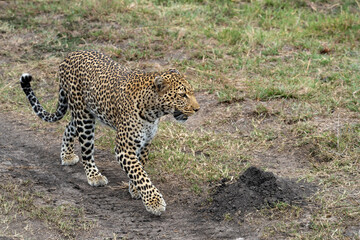 Leopard stalks and prowls in the Masai Mara of Kenya, Africa