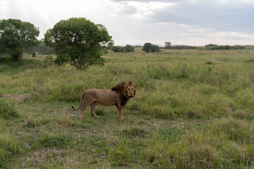 Lion resting in the grass in the Masai Mara Reserve in Kenya, Africa. Male lion with mane
