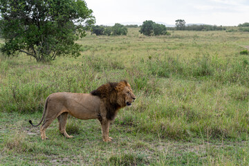 Lion resting in the grass in the Masai Mara Reserve in Kenya, Africa. Male lion with mane