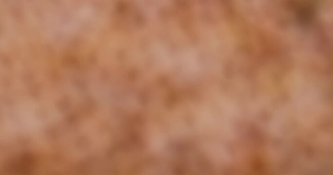 slowly changing abstract orange background, abstract background from unfocused video shooting of orange objects