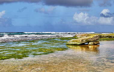 Fototapeta na wymiar Tide Pools with Green Moss on Lava Rock