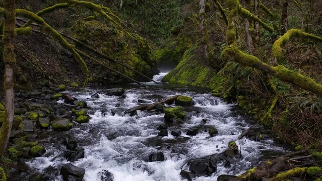 Beautiful, flowing stream in the forest with water cascading over rocks.