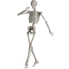 skeleton posing 3d render illustration with transparent background