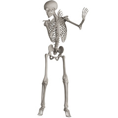 skeleton posing 3d render illustration with transparent background