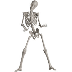 skeleton posing 3d render illustration with transparent background