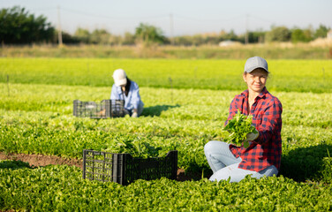 Smiling young agricultural workgirl cutting fresh young leaves of green batavia lettuce on farm...