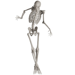 skeleton posing 3d render illustration with transparent background