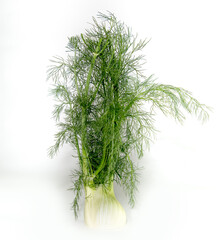 Fresh Stock of Whole Fennel