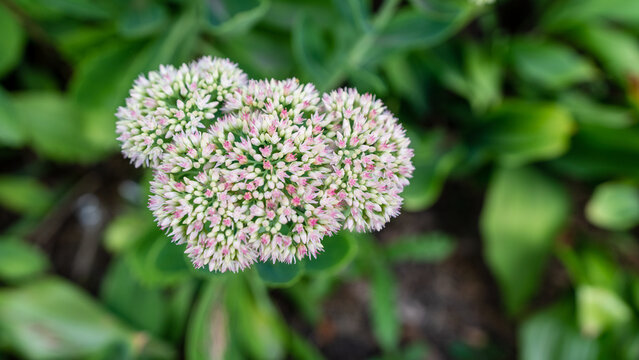 Flowers at Oak Street Beach