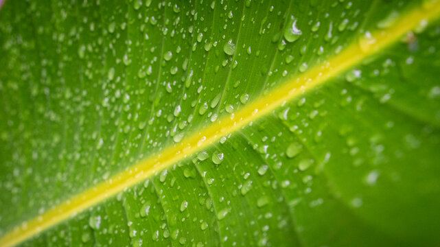 Water droplets on plant