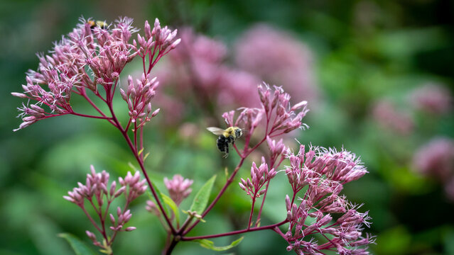 Bee landing on pink flowers