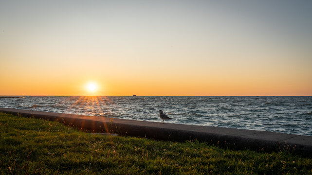 Sunrise at the lake with a seagull