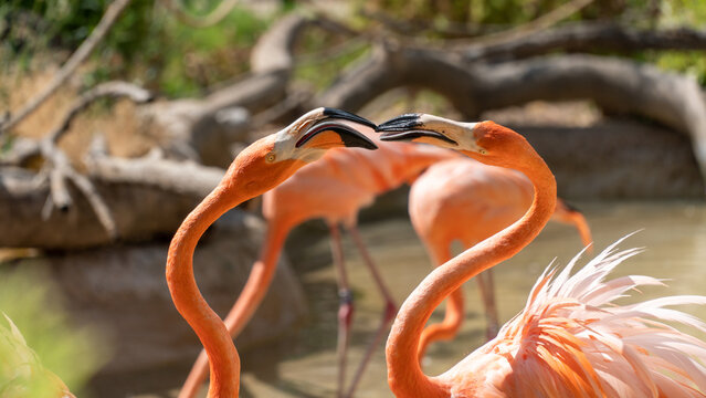 Two Flamingos at the Zoo