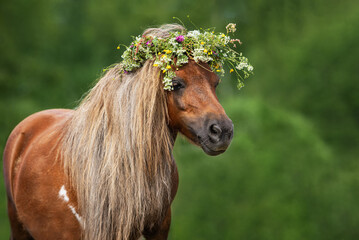 Shetland pony with a wreath of flowers on its head