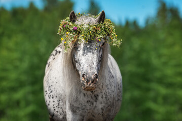 Appaloosa breed pony with a wreath of flowers on its head