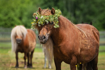 Shetland pony with a wreath of flowers on its head - obrazy, fototapety, plakaty
