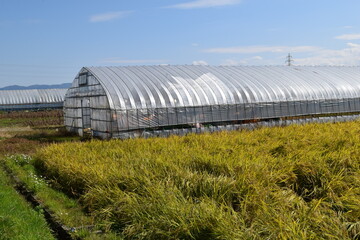 農業用ビニールハウス