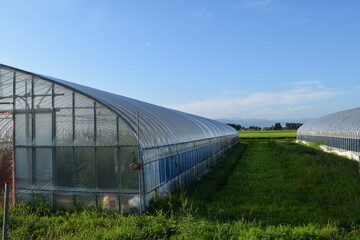 Fototapeta premium 農業用ビニールハウス