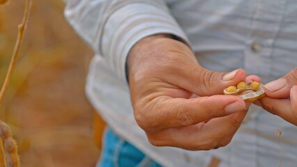Agronomist analyzing soybeans in plantation