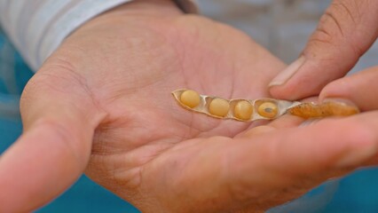 Agronomist analyzing soybeans in plantation