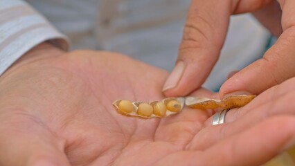 Agronomist analyzing soybeans in plantation