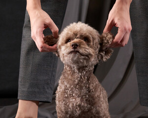Cute dog with ears. Toy poodle of chocolate color on a gray background. Very fluffy and funny pet