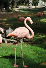 Flamingo out in the sun