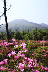ピンク色の美しい鹿ヶ原のツツジ