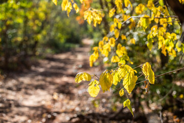 Autumn in the Brazilian Dry Forest - Mata Seca - Caatinga Arbórea - Caatinga - Outono