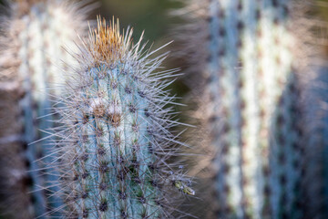 Cacto Xique Xique - Brazilian Cactus