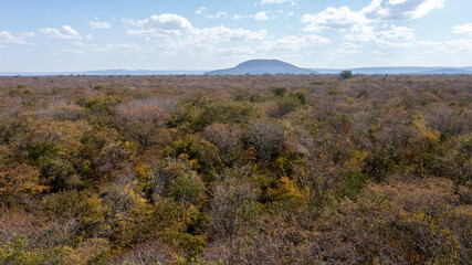 Autumn in the Brazilian Dry Forest - Mata Seca - Caatinga Arbórea - Caatinga - Outono