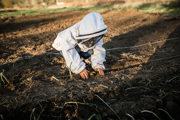 little girl plants onions in garden in beds in spring. Germinated onions planted by a farmer in fields
