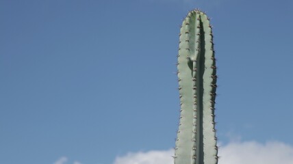 cactus in sky's desert