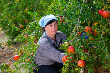 Skilled female gardener gathering crop of ripe pomegranate fruits in orchard. Harvest time