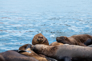 Lobo marino en costa del oceano en verano