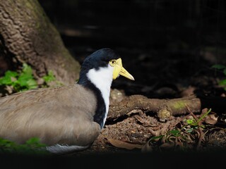 Remarkable distinctive Masked Lapwing with bright eyes and characteristic yellow wattles.