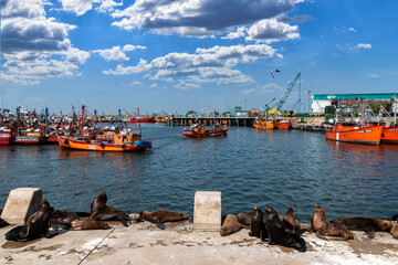 Lobo marino en costa del oceano en verano