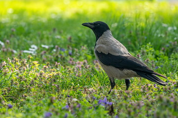 Common hooded crow (Corvus cornix, scald-crow or hoodie). Close up.
