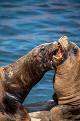 Lobo marino en costa del oceano en verano