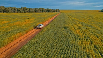 Farmer driving pickup truck in soy farm