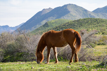 Salt River Horses Wild Arizona Landscapes, America, USA.