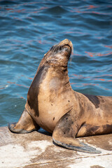 Lobo marino en costa del oceano en verano