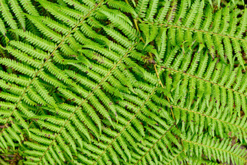 Australian Tree Ferns, Tree ferns are found growing in tropical and subtropical areas worldwide, as well as cool to temperate rainforests in Australia, New Zealand and neighbouring regions