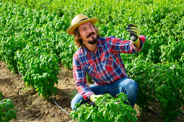 Portrait of successful farmer sitting on basil field on sunny summer day, checking readiness of...