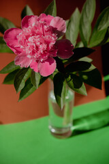 Beautiful peony flower on pink color in transparent Glass of water on isometric creative background. Fresh cut flowers green leaf for decoration home. Delivery flower. Feminine floral composition 