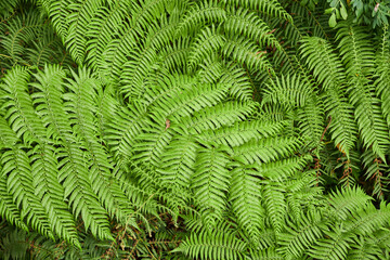 Fototapeta na wymiar Australian Tree Ferns, Tree ferns are found growing in tropical and subtropical areas worldwide, as well as cool to temperate rainforests in Australia, New Zealand and neighbouring regions