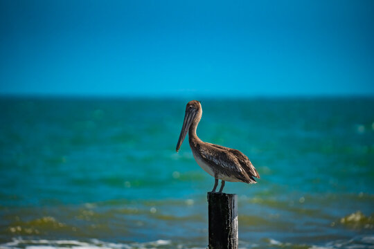 Pelican sitting on piling by the sea