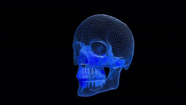 head human and teeth skull x ray animation skull head rotation , human skull rotate loop with alpha 4k 